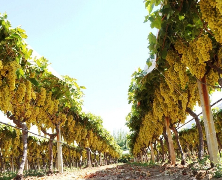 Sarıgöl Üzümü Dünyaca Ünlü Zincir Marketin Raflarına Giriyor