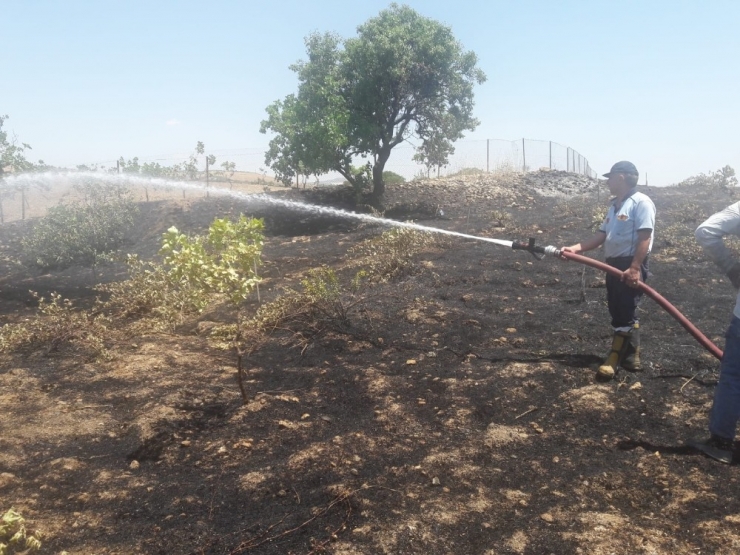 Siirt’te Fıstık Ağaçları Ve Üzüm Bağlarında Yangın: 50 Dönümlük Alan Zarar Gördü