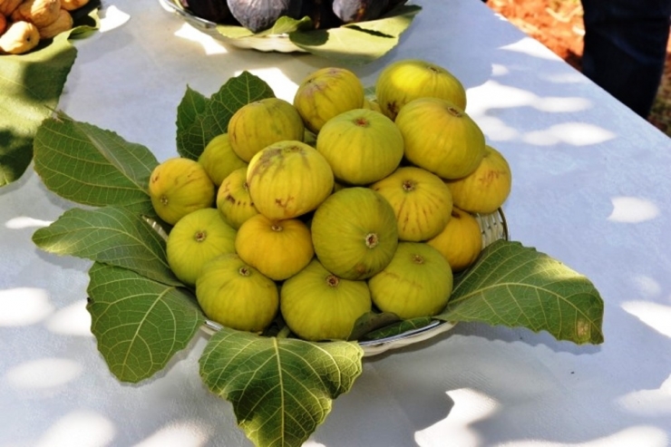 İncir, Orman Ağacı Kapsamına Alındı