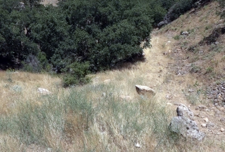 Tunceli’de "Leopar" Heyecanı