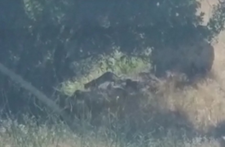 Tunceli’de "Leopar" Heyecanı