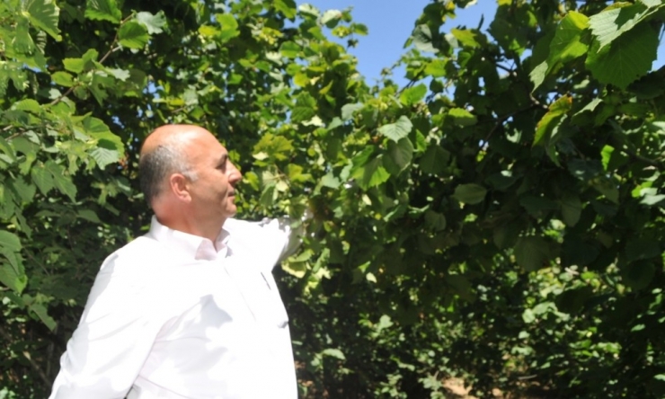 Güral: ”Fındık Üreticisi Ve Ülke Kazanan Taraf Olacak”