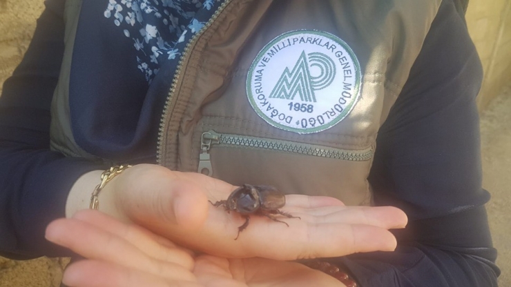 Yetkililerden Gergedan Böceği Uyarısı!