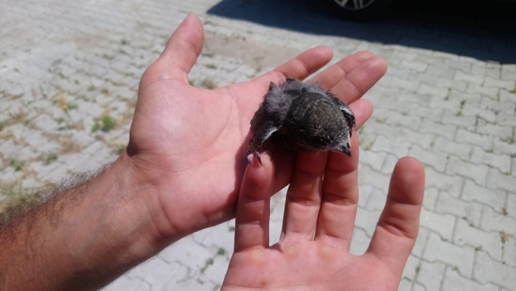 Yaralı Yavru Ebabil Kuşu İle Yarasa Tedavi Altına Alındı