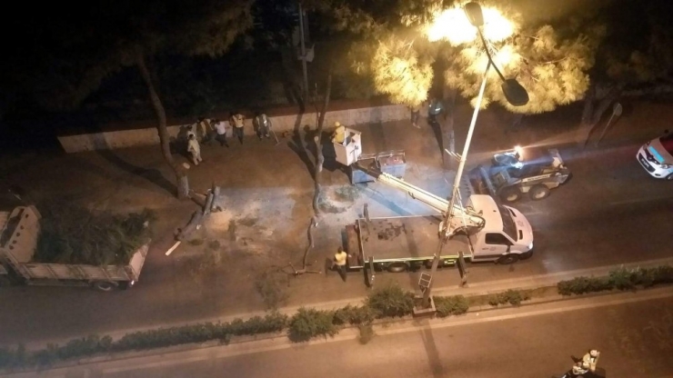 Çam Ağacı Seyir Halindeki Aracın Üstüne Devrildi, Facia Ucuz Atlatıldı