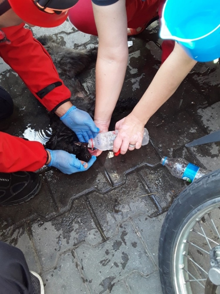 Araç İçinde Unutulan Köpeği İtfaiye Kurtardı