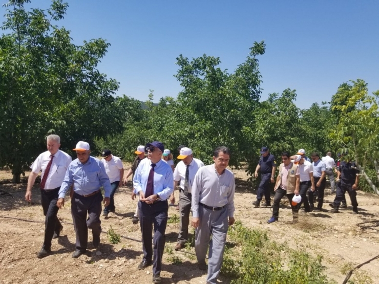 Denizlili Çiftçiler Kekik Üretiminden 90 Milyon Tl Kazanacak