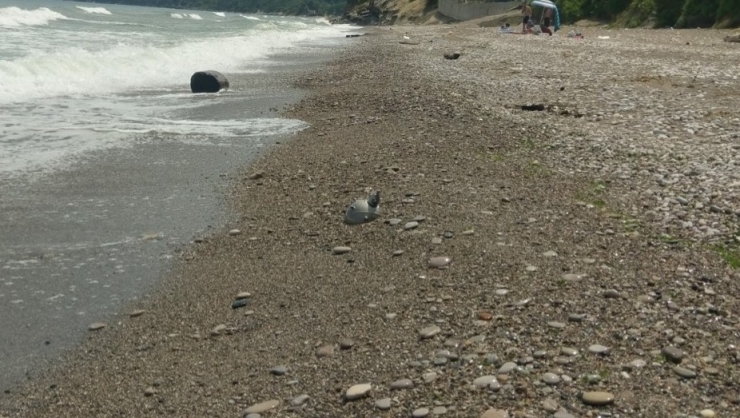 Akçakoca’da Sahile Vuran Mayın Tetikleyici Korkuttu