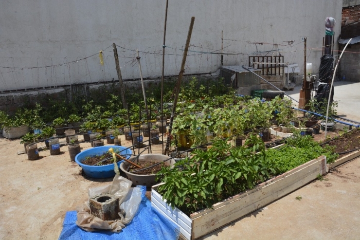 çatıda Kurduğu Sera İle 10 Kişilik Aileye Bakıyor