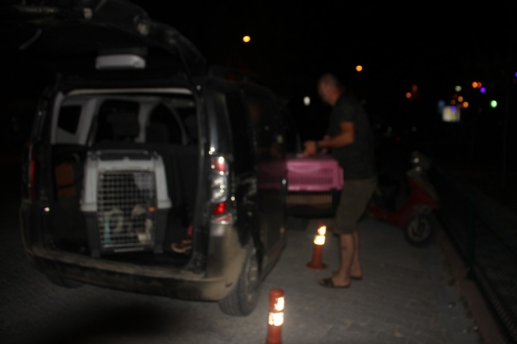 Yaralı Kedi Ve Gözleri Görmeyen Köpek Tedavi İçin İstanbul’a Gönderildi