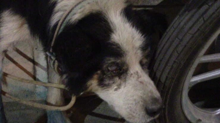 Yaralı Kedi Ve Gözleri Görmeyen Köpek Tedavi İçin İstanbul’a Gönderildi