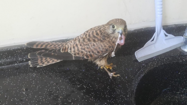 Elektrik Akımına Kapılan Atmaca Tedavi Altına Alındı