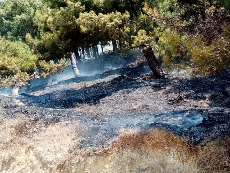 Çocukların Attığı Maytap Orman Yangınına Neden Oldu