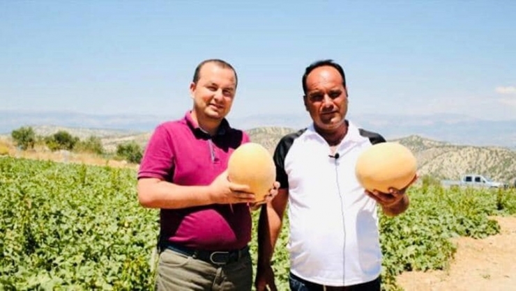 Mut’ta Kavun Üretiminden Bu Yıl 10 Bin Ton Rekolte Beklentisi