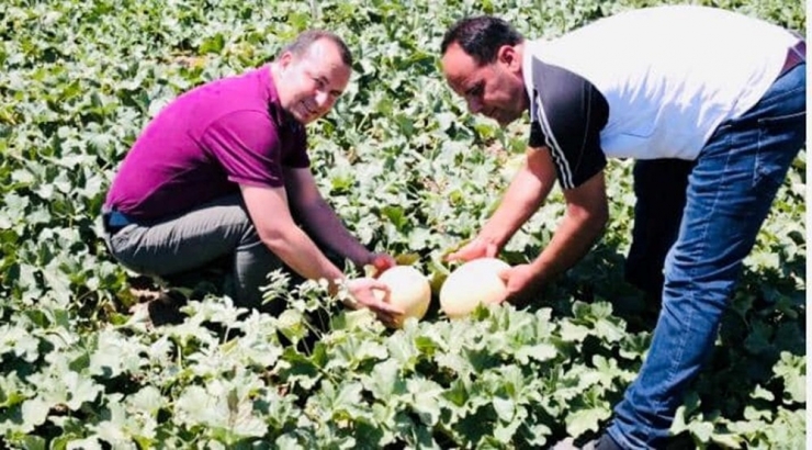 Mut’ta Kavun Üretiminden Bu Yıl 10 Bin Ton Rekolte Beklentisi