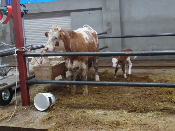 Devlet Desteğiyle Çiftlik Kurdu, 5 Kişiye İstihdam Sağladı