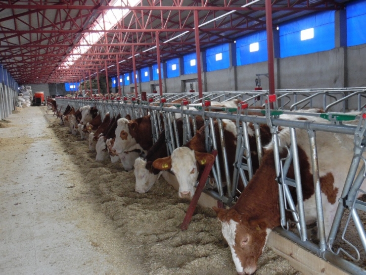 Devlet Desteğiyle Çiftlik Kurdu, 5 Kişiye İstihdam Sağladı