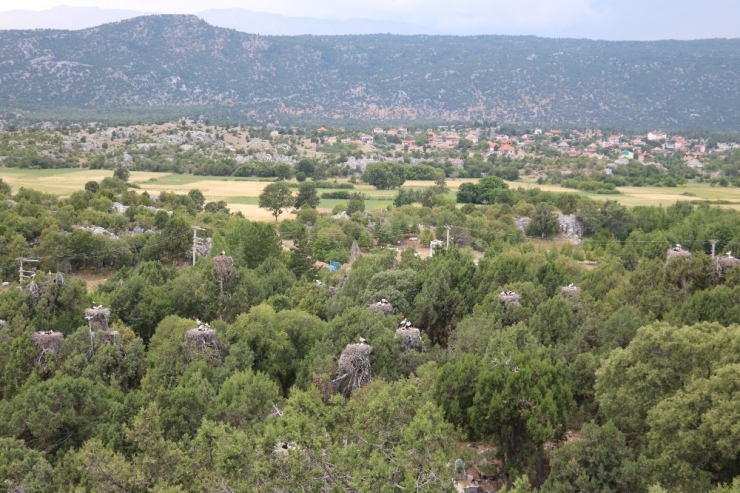 Leylekler Vadisi’nde Artık Leylekler Elektrik Tellerine Takılarak Ölmeyecek
