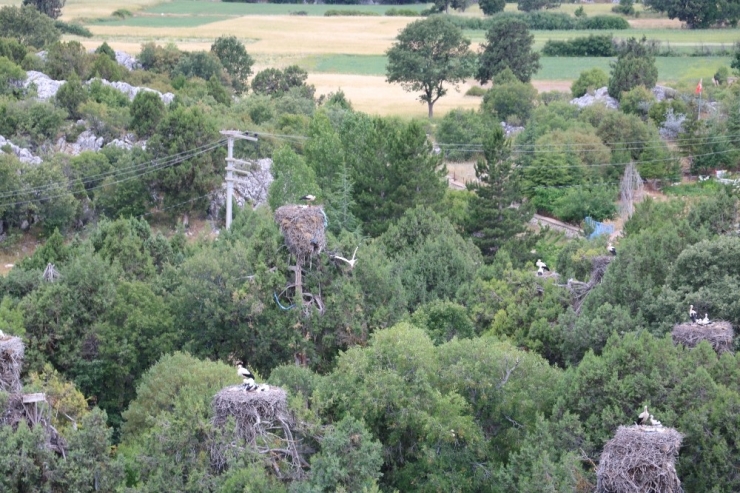 Leylekler Vadisi’nde Artık Leylekler Elektrik Tellerine Takılarak Ölmeyecek