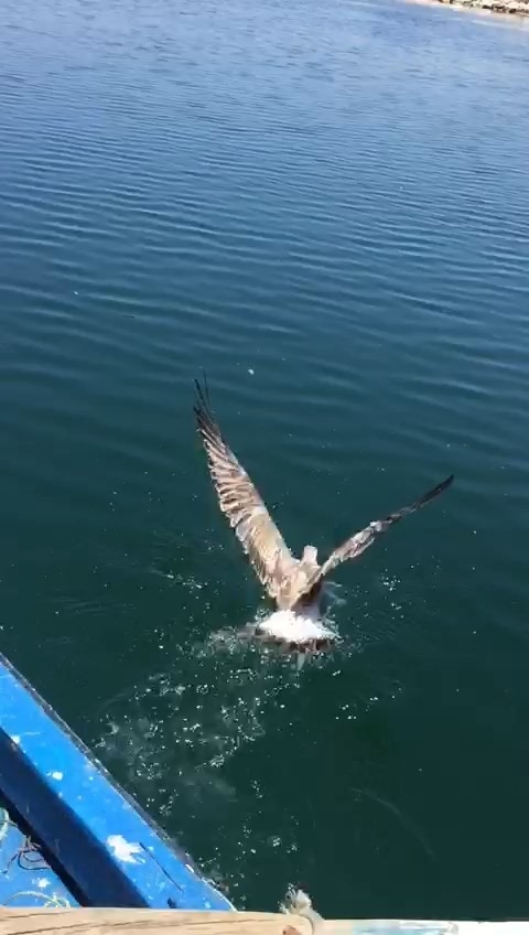 İpe Dolanan Martıyı Balıkçılar Böyle Kurtardı