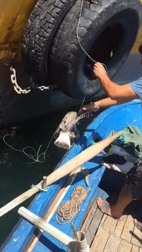 İpe Dolanan Martıyı Balıkçılar Böyle Kurtardı
