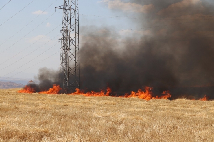 Siirt’te 2 Ayrı Tarlada Çıkan Yangında 100 Dönüm Arazi Kül Oldu