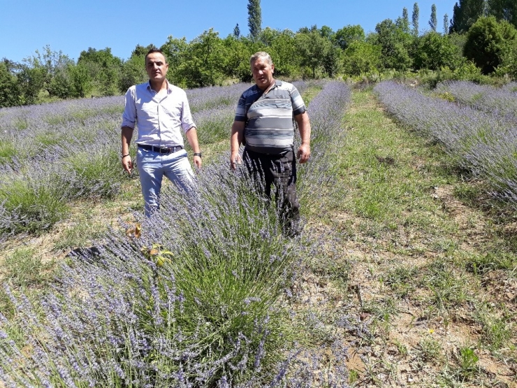 Simav’da Lavanta Yetiştiriciliği Projesi
