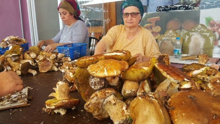 ’Sinop Mantarı’ Avrupa Mutfağının Baş Tacı