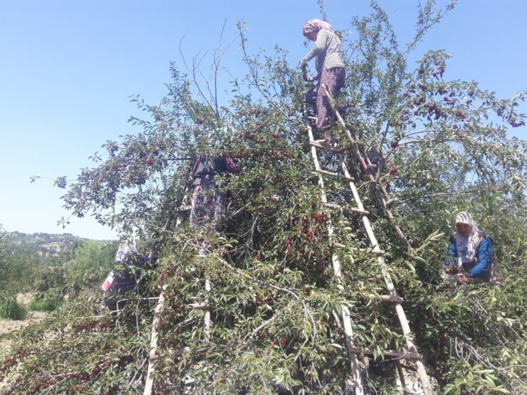 Belediye Başkanlarından Vişne Fiyatına Tepki