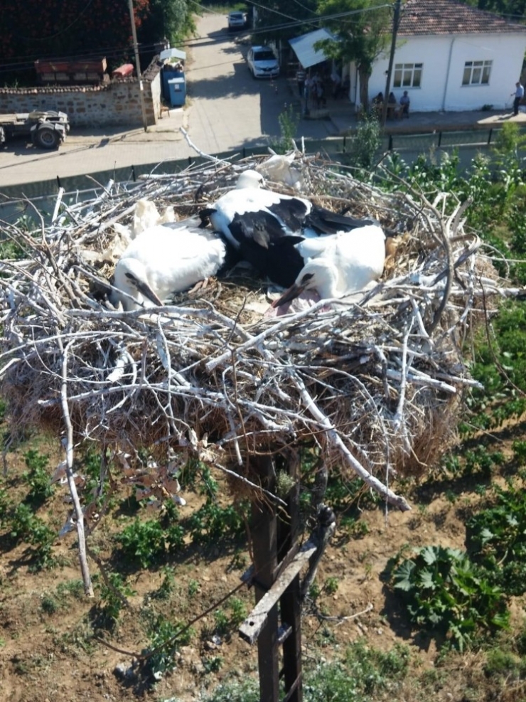 Mahsur Kalan Leylekleri Tredaş Ekipleri Kurtardı