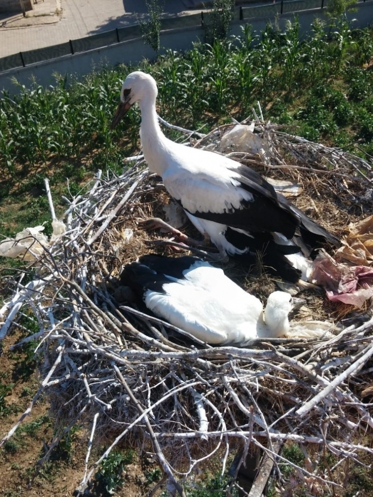 Mahsur Kalan Leylekleri Tredaş Ekipleri Kurtardı