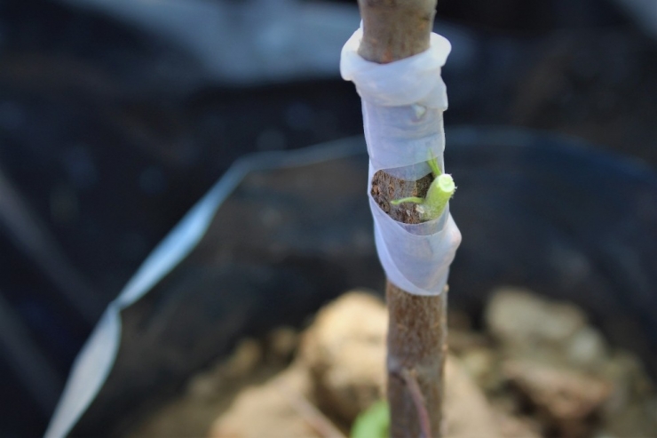 Yok Olma Tehlikesi Bulunan Meyveler Artık Koruma Altında