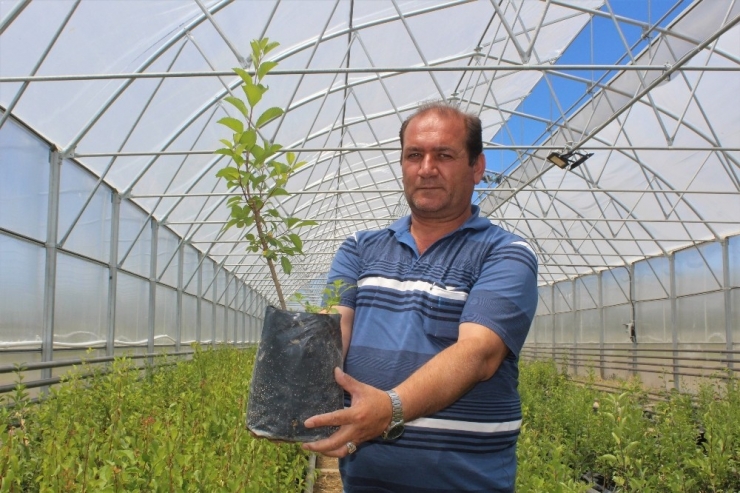 Yok Olma Tehlikesi Bulunan Meyveler Artık Koruma Altında