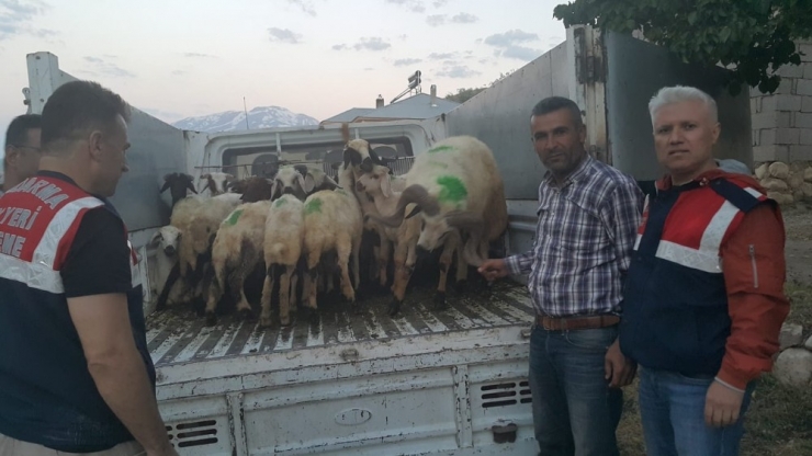 Hayvan Hırsızları Jandarmadan Kaçamadı