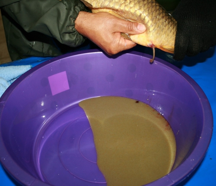 Anaç Sazan Balıklarından Keçi Gibi Balık Sağımı