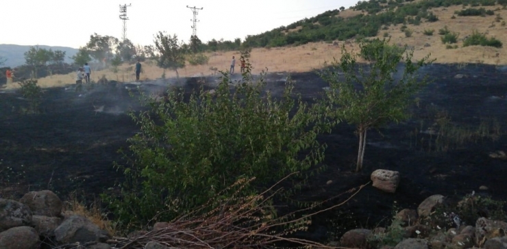 Yangın Ormana Sıçramadan Söndürüldü