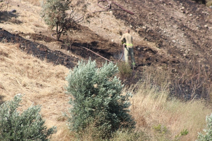 Zeytinlikte Başlayan Yangın Ormana Sıçradı