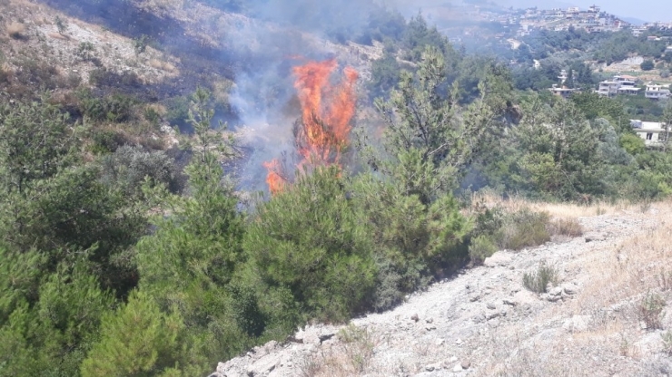Zeytinlikte Başlayan Yangın Ormana Sıçradı