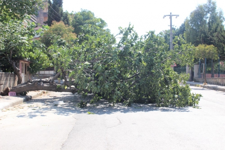 Devrilen Dev İncir Ağacı Yolu Kapladı