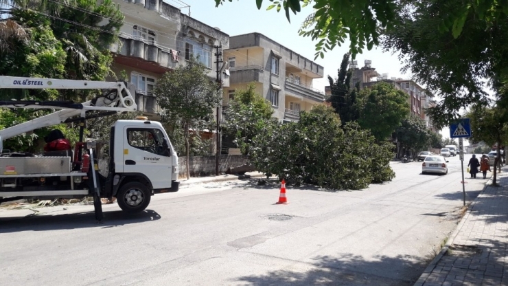 Devrilen Dev İncir Ağacı Yolu Kapladı