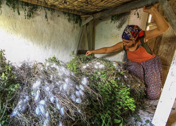 İlk Koza Üretiminin Heyecanı Yaşadılar