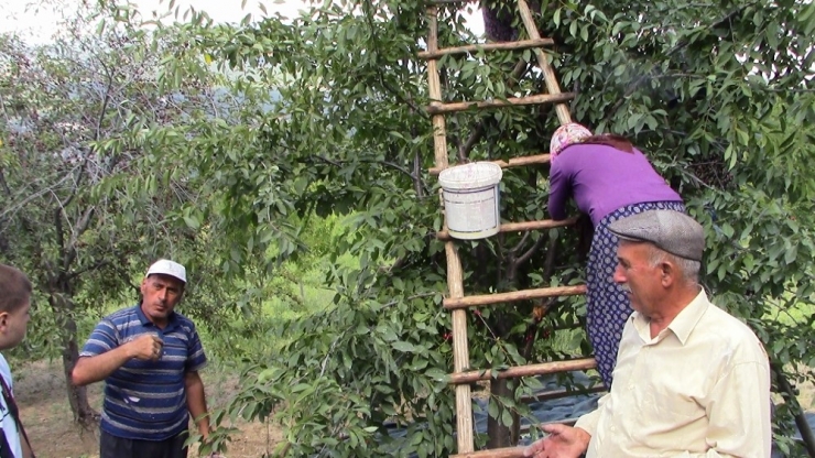 Kütahya’da Vişne Üreticisi Çıkış Yolu Arıyor