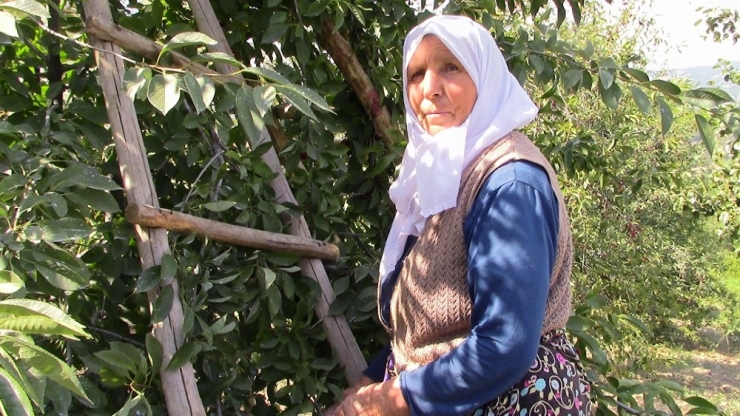 Kütahya’da Vişne Üreticisi Çıkış Yolu Arıyor