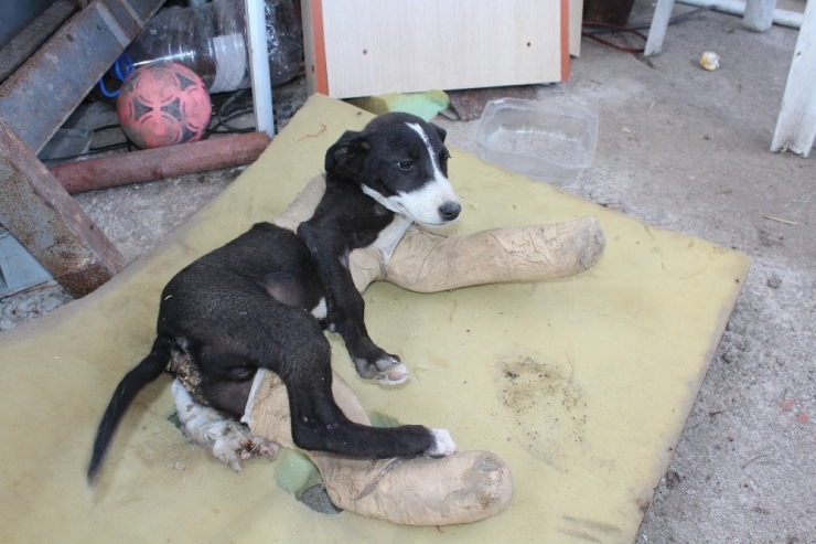 İnsanlık Hala Ölmemiş Dedirtti