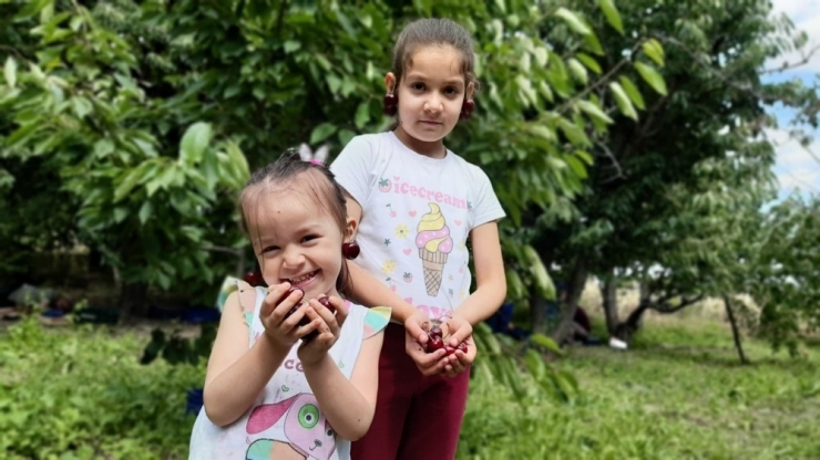 Napolyon Kirazının Hasadı Yapılıyor