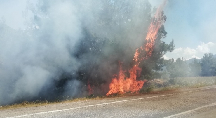 Sorumsuz Piknikçiler Orman Yangınına Sebep Oldu