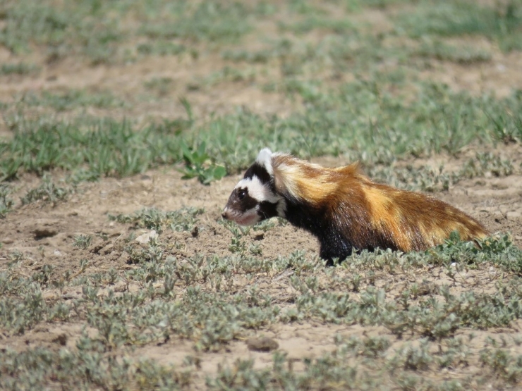 Alaca Sansar Ailesi Kayseri’de Görüntülendi