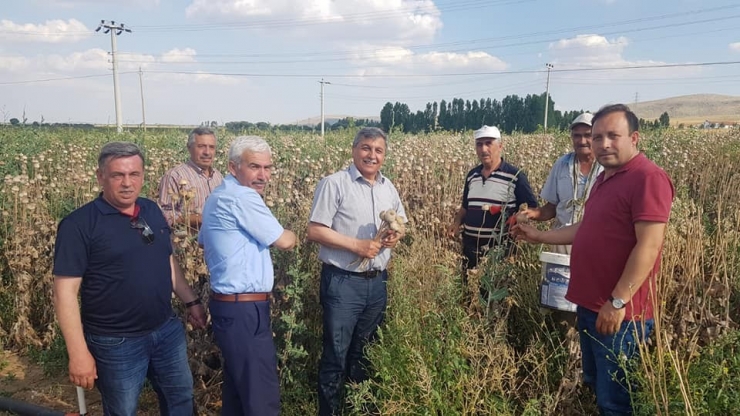 Altıntaş’ta Haşhaş Bereketi