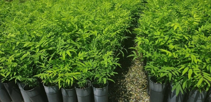 Himalayalar’dan Trabzon’a