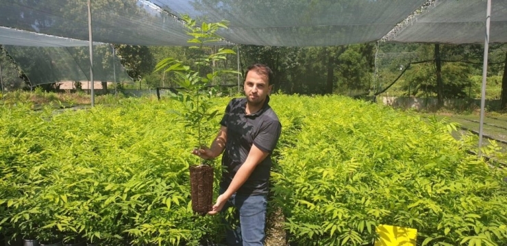 Himalayalar’dan Trabzon’a